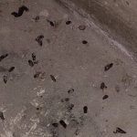 Mäuseköttel auf Steinboden